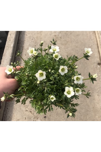 Скельница Арендса Айс Корал Перл Уайт контейнер 3 л